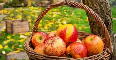How to Harvest Apples | Gardener's Path - gardenerspath.com