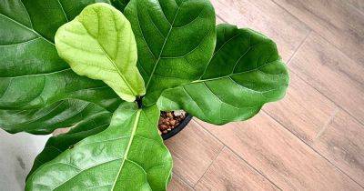 How to Prune Your Fiddle-Leaf Fig - gardenerspath.com