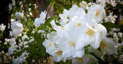 17 of the Best White Rose Varieties for the Garden - gardenerspath.com
