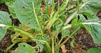 How to Identify, Prevent, and Treat Diseases of Turnips and Rutabagas - gardenerspath.com
