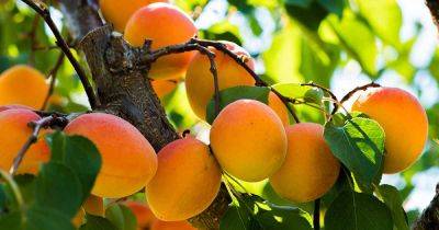How to Grow and Care for Apricot Trees - gardenerspath.com - Washington - city Columbia