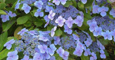Tips for Growing Lacecap Hydrangeas - gardenerspath.com