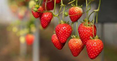 35 of the Best Strawberry Varieties for Home Gardeners - gardenerspath.com