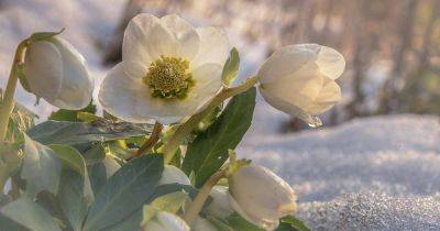 The Best Hellebore Planting Companions - gardenerspath.com