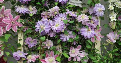 How to Grow and Care for Clematis | Gardener's Path - gardenerspath.com