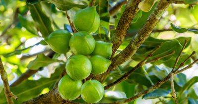 When and How to Harvest Macadamia Nuts | Gardener's Path - gardenerspath.com -  California - Australia