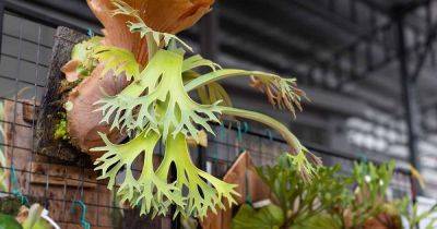 How to Grow and Care for Staghorn Ferns - gardenerspath.com