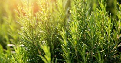 How to Protect Rosemary Plants in the Winter - gardenerspath.com