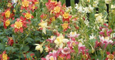 35 of the Best Columbine Varieties for the Spring Garden - gardenerspath.com