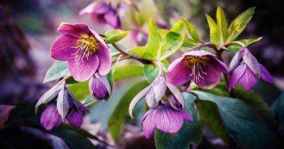 Are Hellebores Toxic to Animals or People? | Gardener's Path - gardenerspath.com - India - Greece