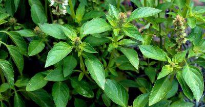 How to Grow ‘Sweet Dani’ Lemon Basil - gardenerspath.com - Usa - Thailand