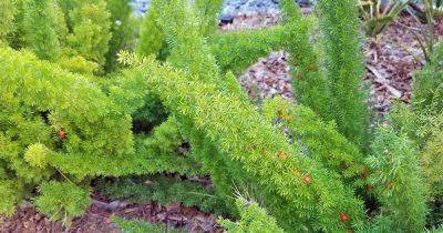 Learn How to Grow and Care for Asparagus Ferns | Gardener's Path - gardenerspath.com - Usa - South Africa -  Florida -  Texas