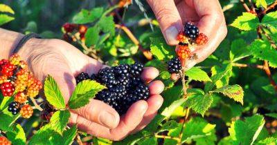 How to Harvest Wild Berries: Foraging for Beginners - gardenerspath.com