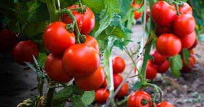 When to Plant Tomatoes - gardenerspath.com