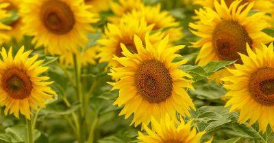 How to Plant and Grow Sensational Sunflowers | Gardener's Path - gardenerspath.com - Spain
