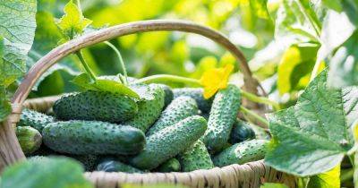 How and When to Harvest Cucumbers - gardenerspath.com