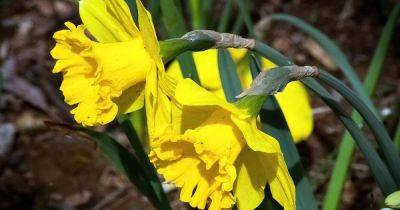 5 Reasons Why Your Daffodils Aren’t Flowering - gardenerspath.com - Britain -  Alaska