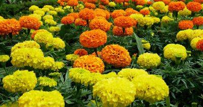 31 of the Best Types of Marigolds - gardenerspath.com