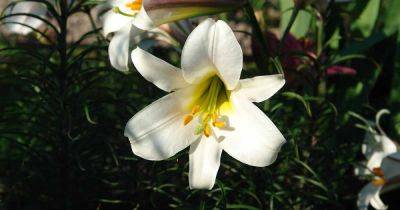How to Transplant and Care for Easter Lilies After Blooming - gardenerspath.com - Japan - Taiwan