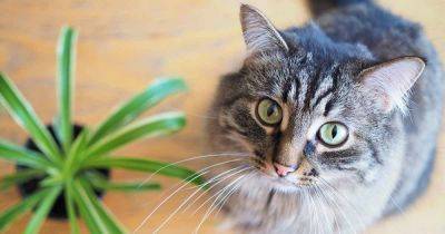 Are Spider Plants Toxic to Cats? - gardenerspath.com