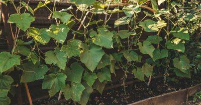 How to Grow Cucumbers Vertically on a Fence - gardenerspath.com