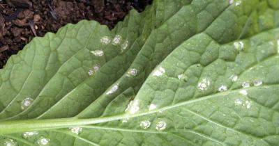 What are White Spots on Turnip Leaves? Prevent White Rust on Turnip - gardenerspath.com - Usa