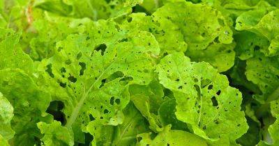 Are Leafy Greens with Holes in Them Safe to Eat? - gardenerspath.com