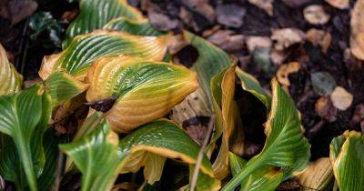 How to Identify and Manage 7 Common Hosta Diseases - gardenerspath.com