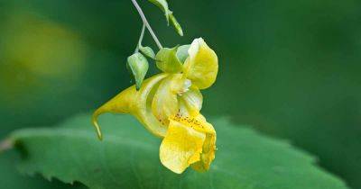 How to Plant and Grow Jewelweed in the Garden - gardenerspath.com