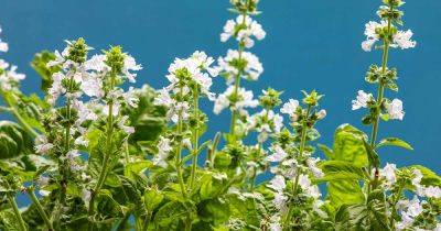 Should You Allow Basil Plants to Flower? - gardenerspath.com