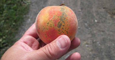 Prevent and Treat Scab in Peach, Apricot, Plum, and Other Stone Fruits - gardenerspath.com