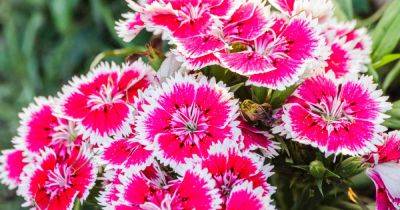 How to Grow China Pinks (Dianthus Chinensis) - gardenerspath.com - China - France - India - Japan