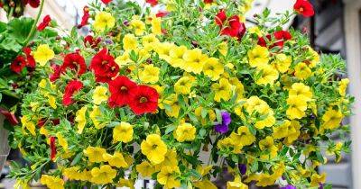 What Are the Different Types of Petunia Plants? - gardenerspath.com