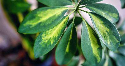How to Grow and Care for Umbrella Trees Indoors - gardenerspath.com - India - Netherlands