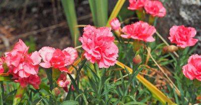 How to Grow and Care for Dianthus Flowers - gardenerspath.com - Greece
