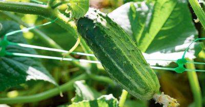 21 of the Best Pickling Cucumbers - gardenerspath.com - Britain -  Oregon