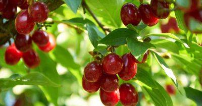How to Grow and Care for Cornelian Cherry Trees - gardenerspath.com - Greece