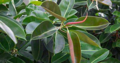 How to Grow and Care for Rubber Tree Plants (Ficus elastica) - gardenerspath.com - India - Indonesia