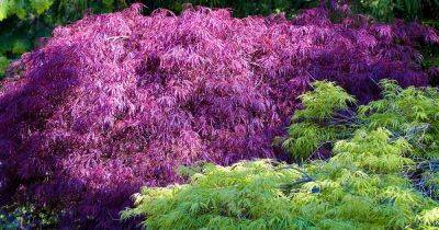 How to Grow and Care for Weeping Japanese Maples - gardenerspath.com - Japan