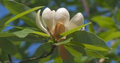 Tips for Growing Sweetbay Magnolias (White Laurel) - gardenerspath.com -  Florida