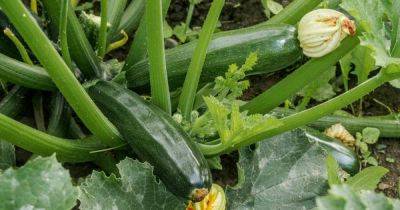 How to Plant and Grow Zucchini Squash - gardenerspath.com