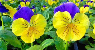 19 of the Best Pansy Varieties to Grow at Home - gardenerspath.com