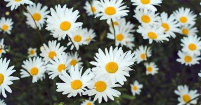 How to Grow Chamomile in Your Herb & Flower Garden - gardenerspath.com