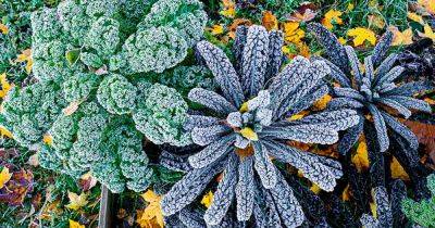 Is Kale an Annual or a Perennial? - gardenerspath.com
