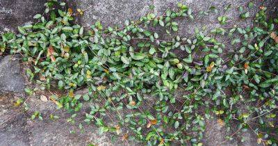 How to Grow Asiatic Jasmine - gardenerspath.com - Usa -  Florida