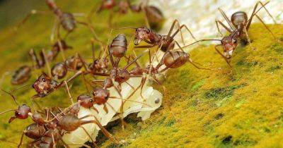 How to Eradicate Invasive Pharaoh Ants - gardenerspath.com - Usa -  Florida - Egypt -  Texas