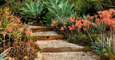 Agave or Aloe? How To Tell These Plants Apart - gardenerspath.com