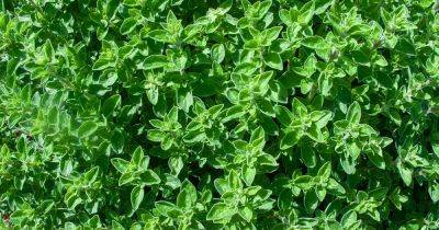 7 of the Best Thyme Varieties for Your Herb Garden - gardenerspath.com