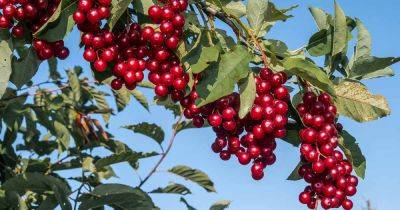 9 of the Best Cold Hardy Cherry Trees - gardenerspath.com