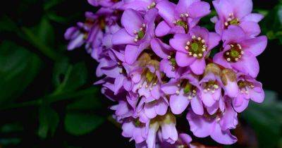 25 of the Best Bergenia Cultivars - gardenerspath.com - Britain